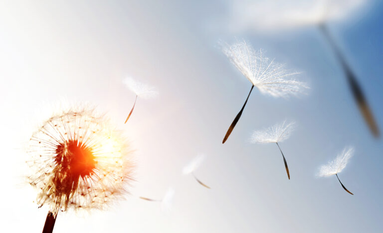 Against a softly lit sky, dandelion seeds blow away from the puff.