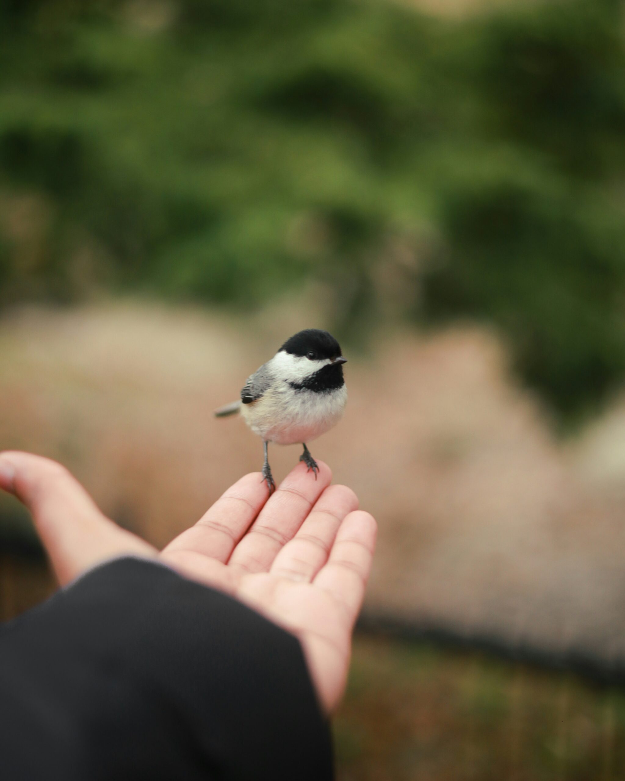 A chickadee perches on an outstretched hand.