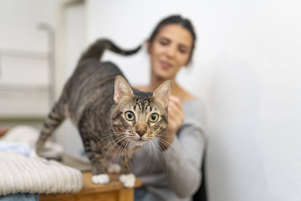 A small gray tiger striped cat steps in front of a woman who is looking at it affectionately