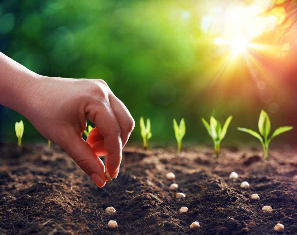 A hand plants seeds into the ground and seedlings sprout farther back.